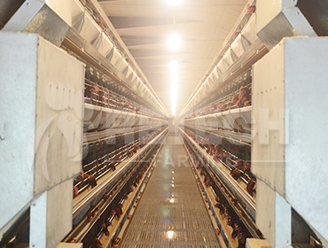 Develop Chicken Layer Cages Increase Egg Production