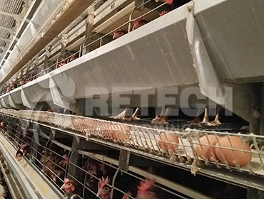 Factors affecting the utilization rate of feed for laying hens