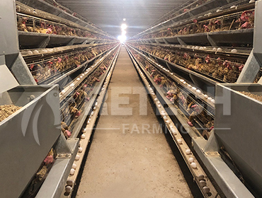 How much does it cost to build a layer chicken house?