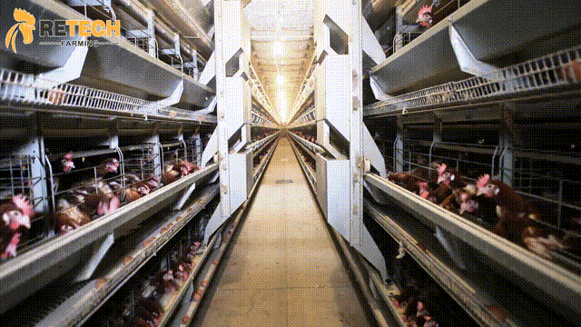 How to choose automatic layer chicken cages？-Feeding system
