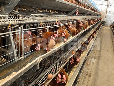 Precautions for prevention and control of chicken disease in spring