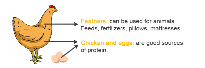 What are the advantages and disadvantages of poultry farming-Mature sales channels