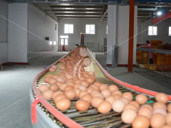 automatic-egg-collecting-system-battery-cage-equipment