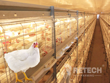 automatic broiler poultry equipment