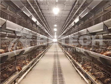 pullet cage