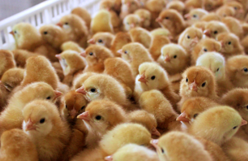 High-quality chicken chicks