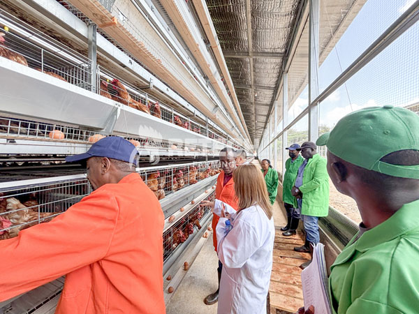 30000 layers farm in Kenya