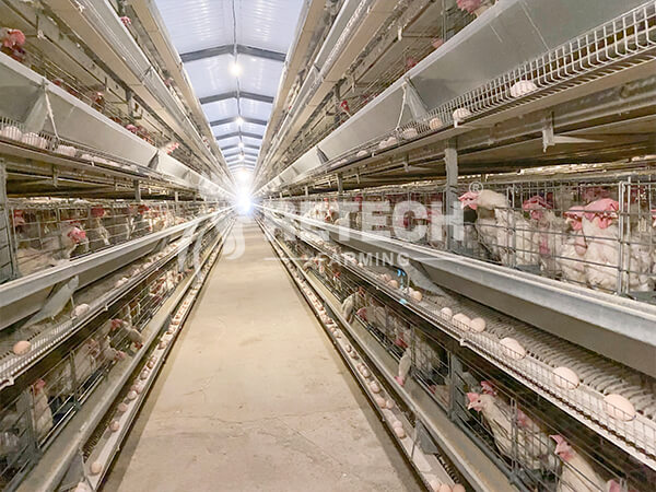 automatic layer battery cage