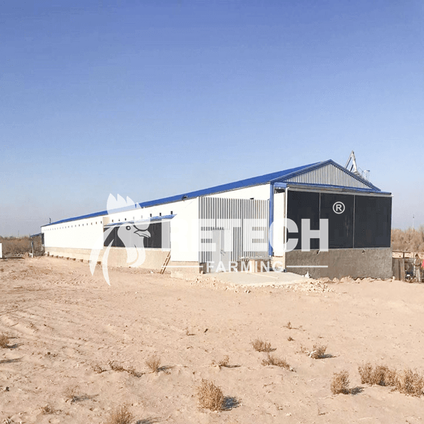 layer farm in Uzbekistan