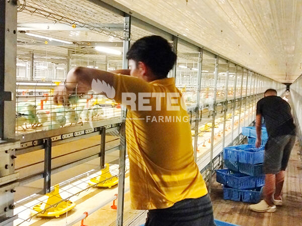 automatic broiler farming cage