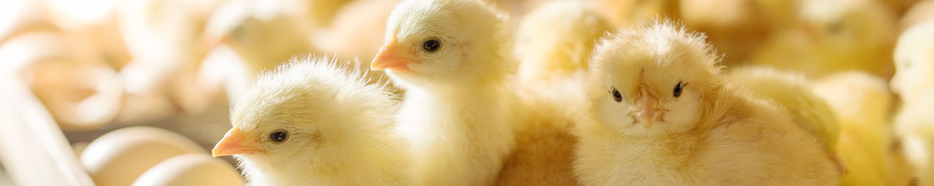 Egg hatching machine