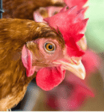 Problems encountered in broiler brooding and their solutions