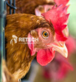 Broiler Breeders Farming