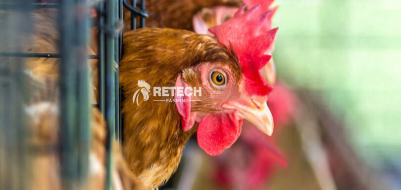 Broiler Breeders Farming