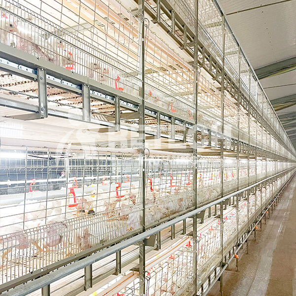 Broiler-cage-equipment-supplier-head