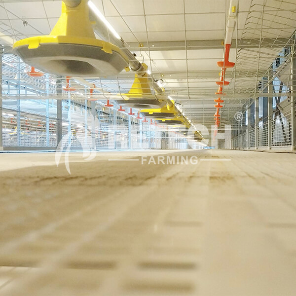 Broiler-farm-equipment-in-Iraq-head