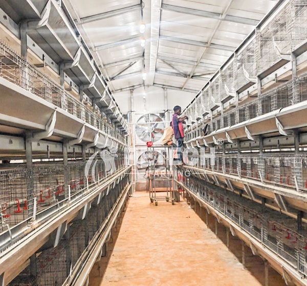 Cameroon Pullet farm turnkey solution 1