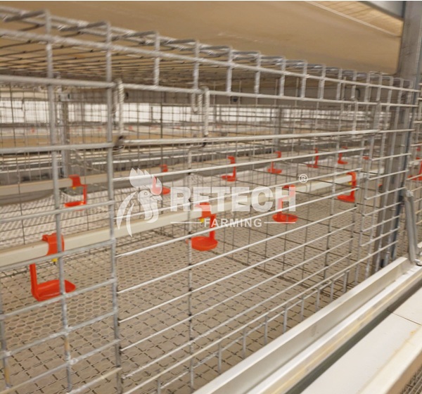 Cameroon Pullet farm turnkey solution 2