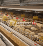 1-day-old Laying Chicks