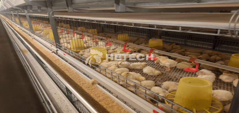 1-day-old Laying Chicks