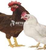 Choice of breeding rooster and breeding hen