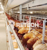 Egg Poultry Farming