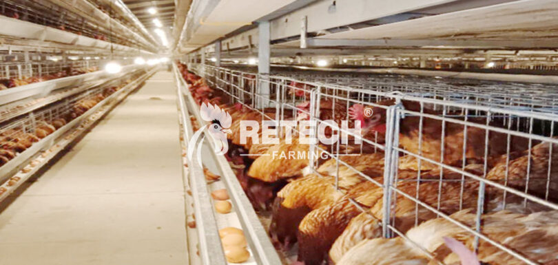 Egg Poultry Farming