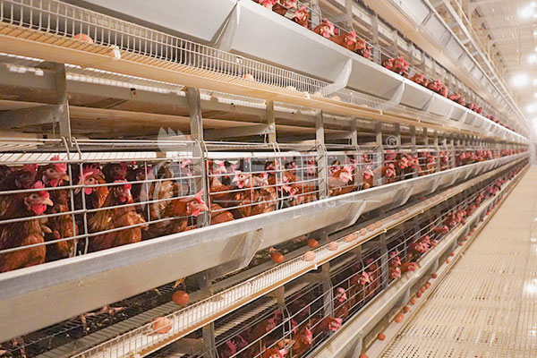 automatic layer cages