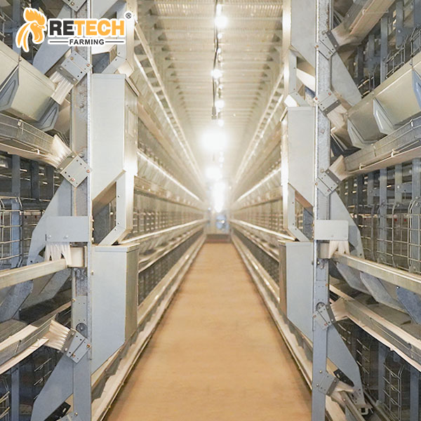 Poultry house lighting