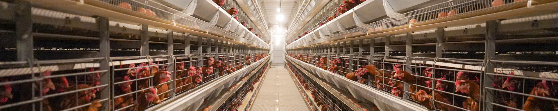Retech Farming poultry farming equipment manufacturers