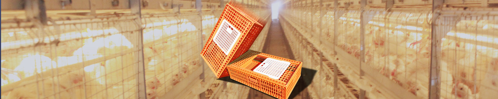 Plastic Transport Cages