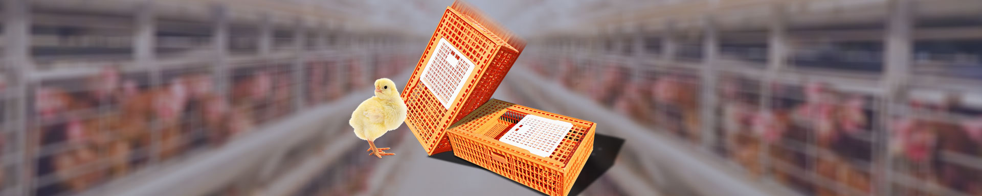 Plastic Transport Cages