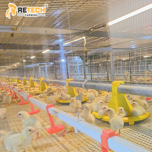 Broiler house lighting system
