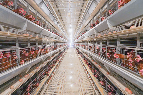 save energy on egg farm