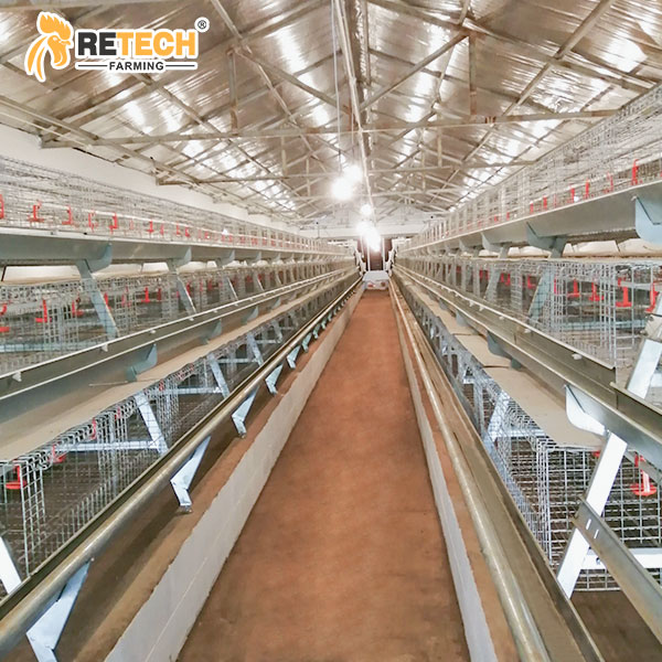 A type pullet Cage