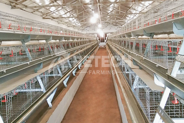 A type pullet Cage