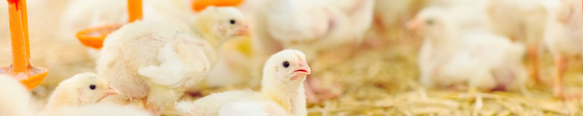 Broiler floor raising system