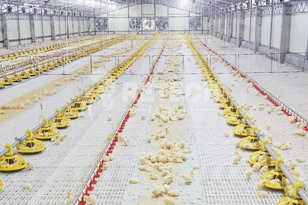 Broiler ground floor raising feeding system