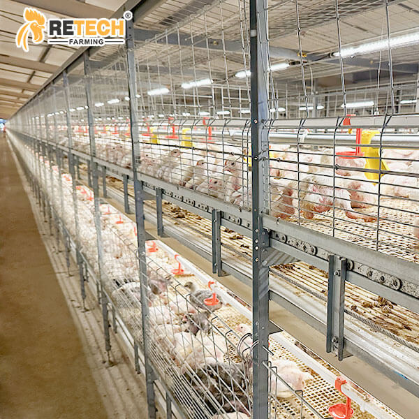 Chain-type automatic broiler chicken cage
