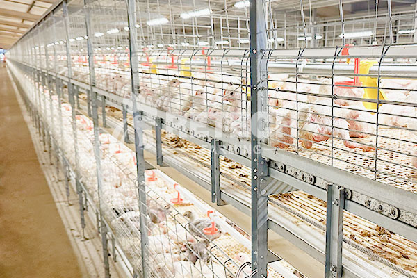Chain-type automatic broiler chicken cage