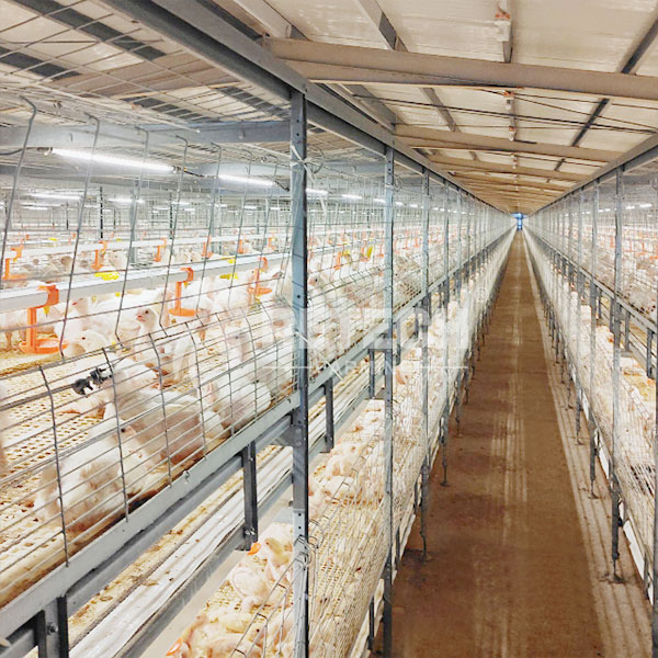 Chain-type automatic broiler chicken cage