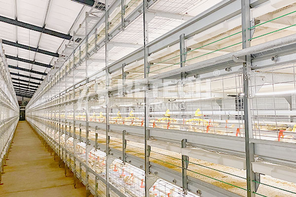 H type broiler cage