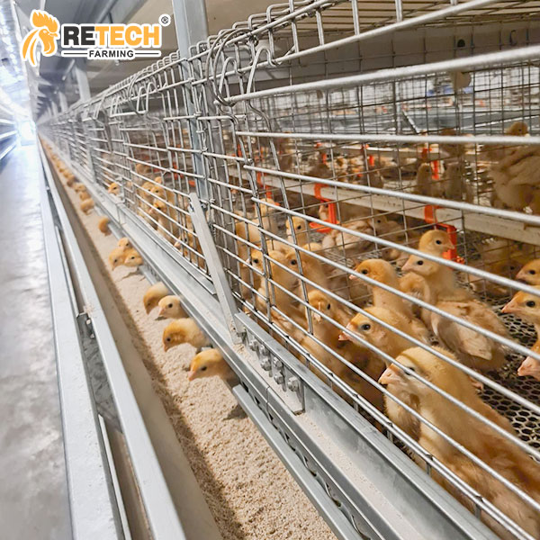 H type pullet Cage