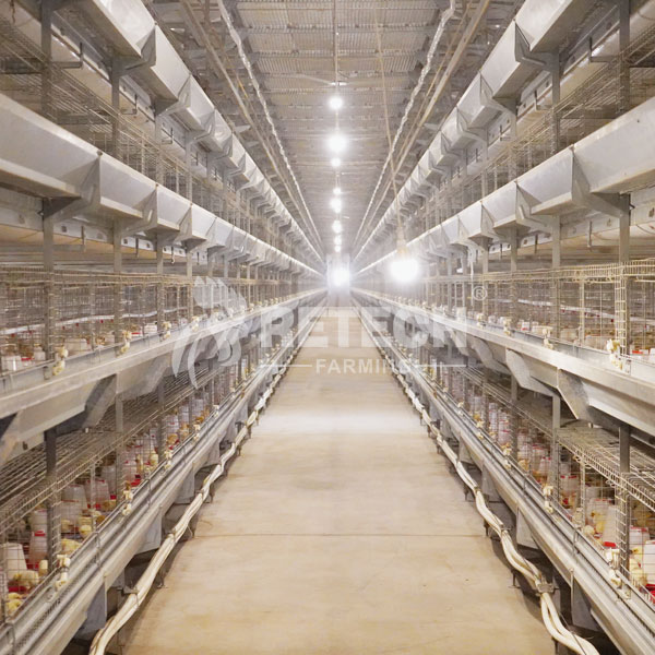 Automatic pullet cage