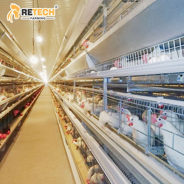 H type breeder cage