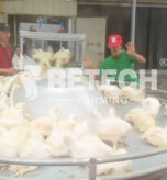 Fast growth of broilers