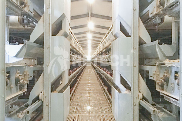 Automatic feeding system