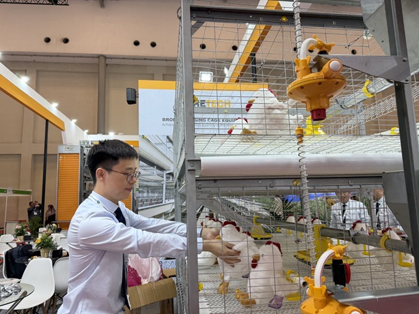 H type broiler cage