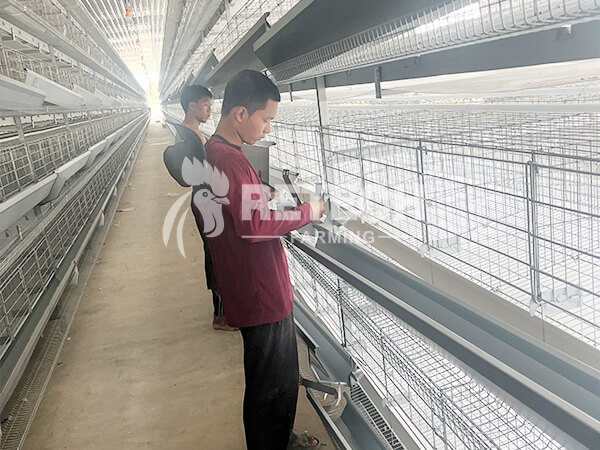 Hot-Dip Galvanized Chicken Cage