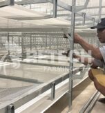 Indonesia 54,000 Broiler Chicken Project